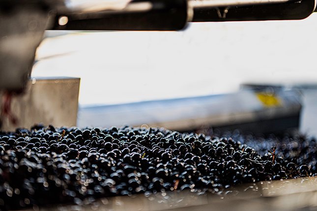 Winery PELLENC Nouvelle génération Rixheim 0