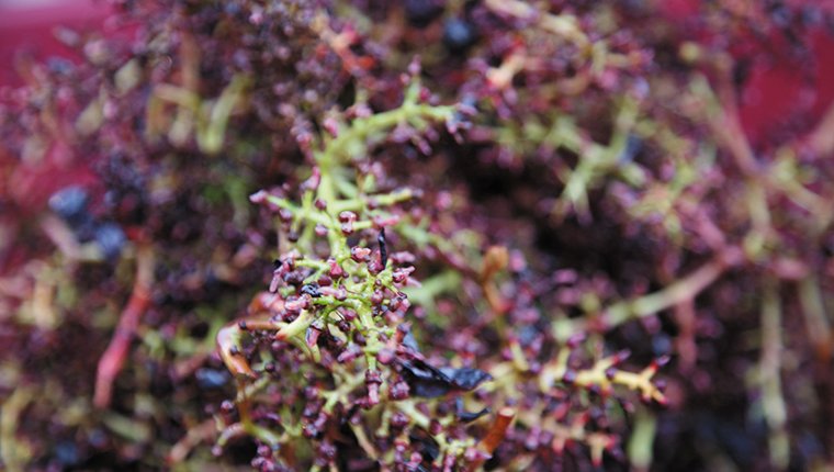 Winery PELLENC Nouvelle génération Rixheim 0