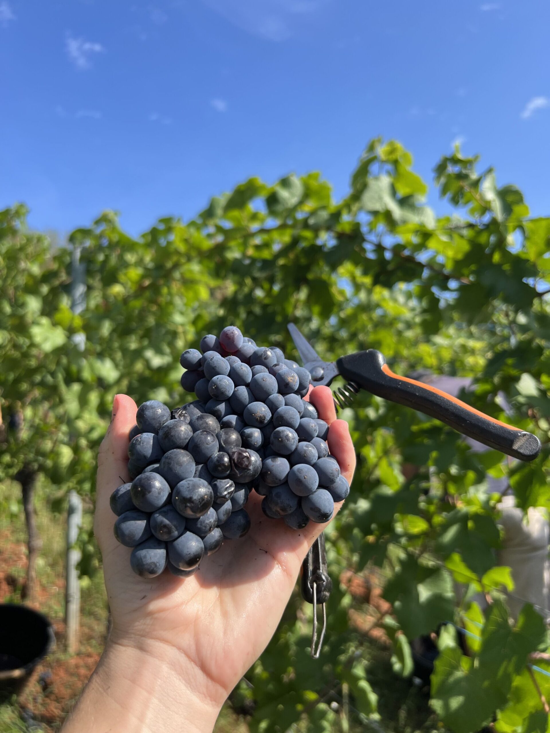 PINOT NOIR &#8211; Découvrez nos solutions Kingersheim